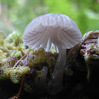 Mycena