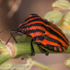 Italian Striped Shield Bug