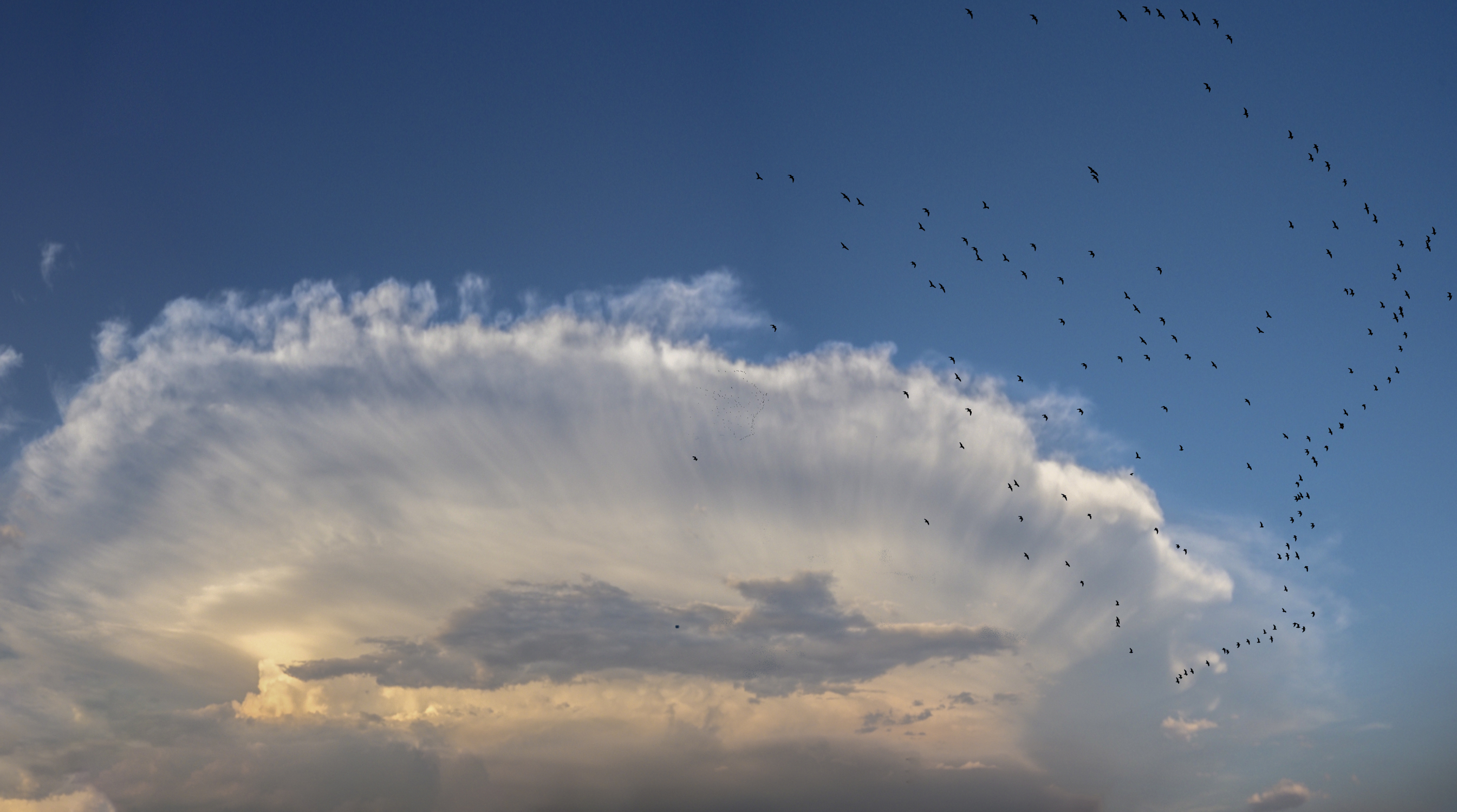 ..stormi di uccelli neri, come esuli pensieri, nel vespero migrar (Carducci) di felixpedro