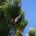 Red-Breasted Nuthatch