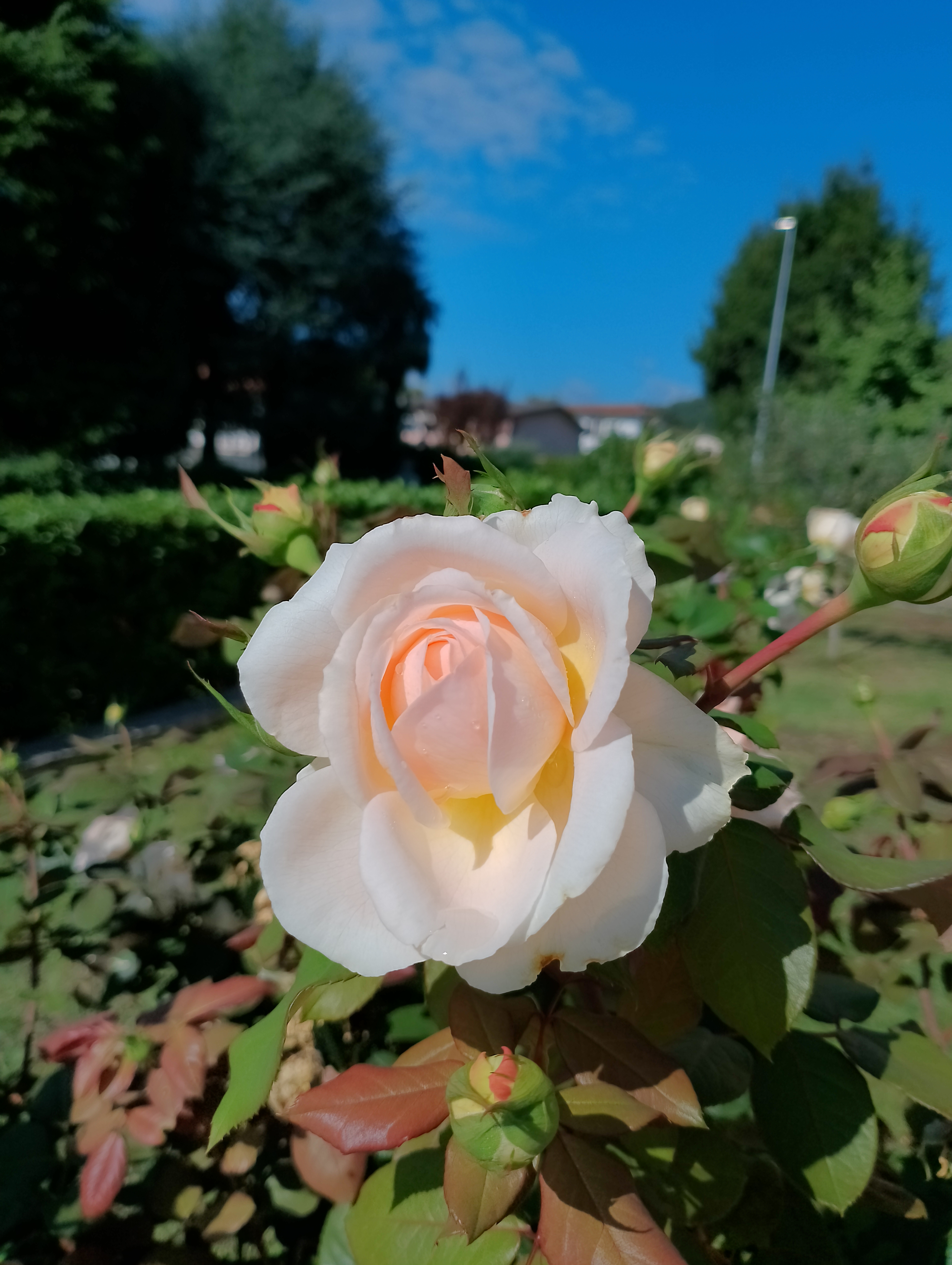 La Rosa di Zarete