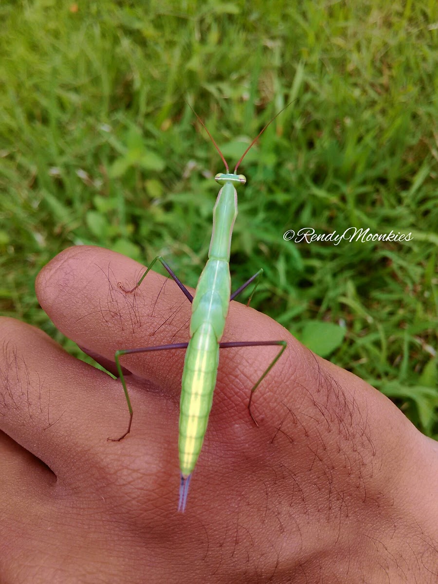 Mantis Religiosa