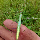 Mantis Religiosa