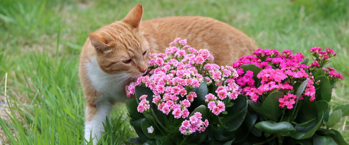 GroenRijk Prinsenbeek | Katvriendelijke tuinplanten