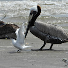 Sandwich tern