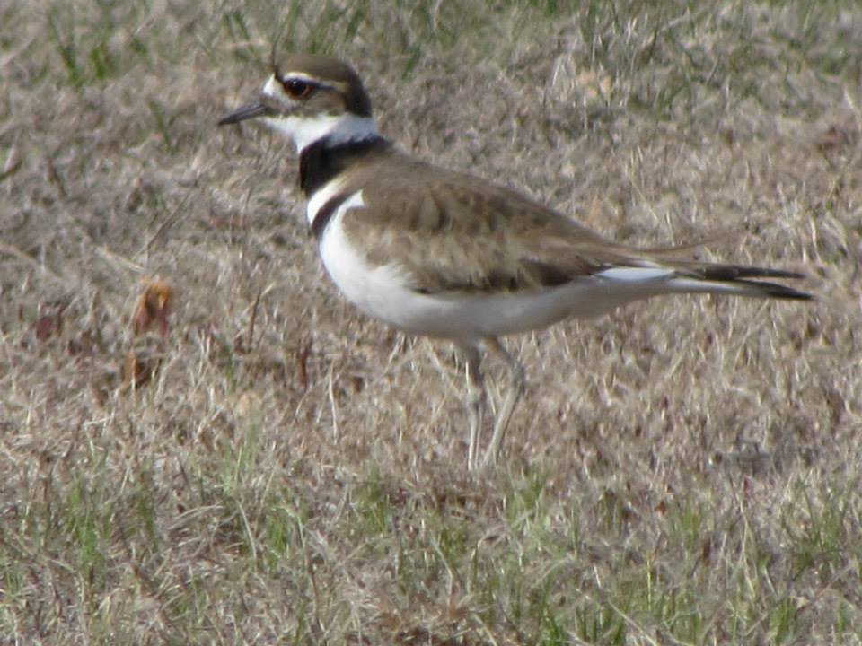 Killdeer