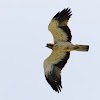 Booted Eagle; Águila Calzada