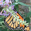 Monarch butterfly