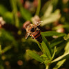 Western Honey Bee