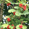 Guelder rose