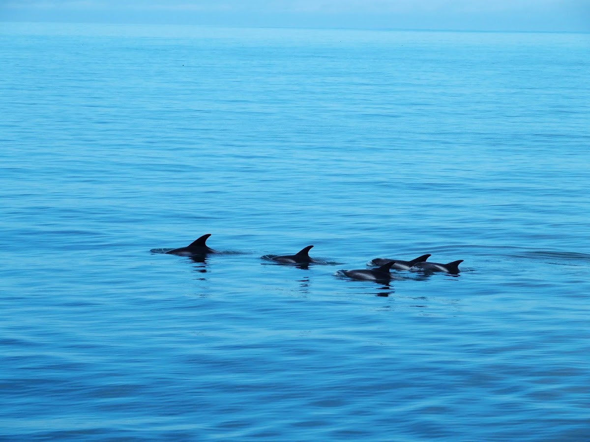 White Beaked Dolphin