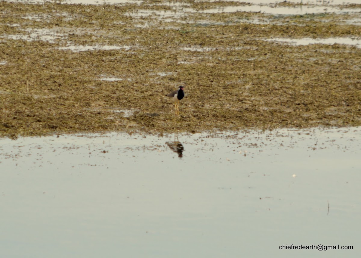 Red-wattled Lapwing (atronuchalis)