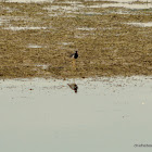 Red-wattled Lapwing (atronuchalis)