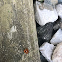 Multicolored Asian ladybeetle