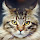 Maine Coon Cats Search