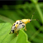 Spotted tortoise beetle