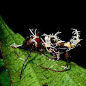 Cordyceps