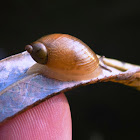 Common European Ambersnail