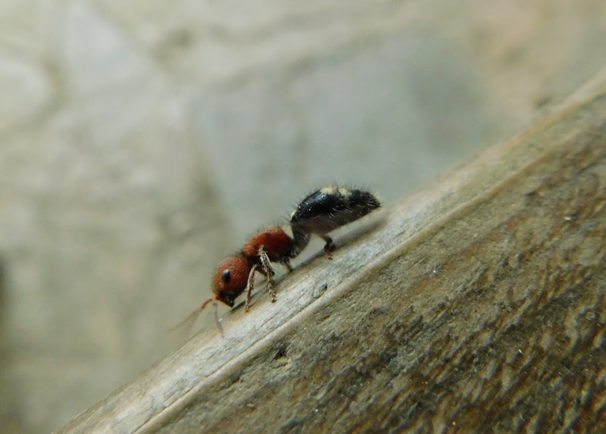 Five-spotted Velvet Ant(female)