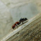 Five-spotted Velvet Ant(female)