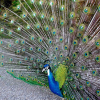 The awakening of King Peacock di 