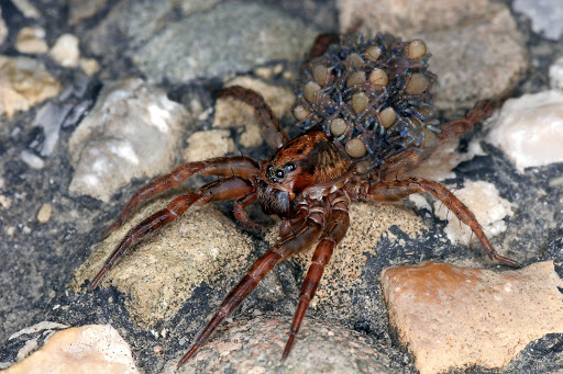 A Wolf spider. File picture.