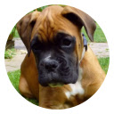 Boxer Dog HD Wallpapers Pet Series Hot