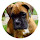 Boxer Dog HD Wallpapers Pet Series Hot