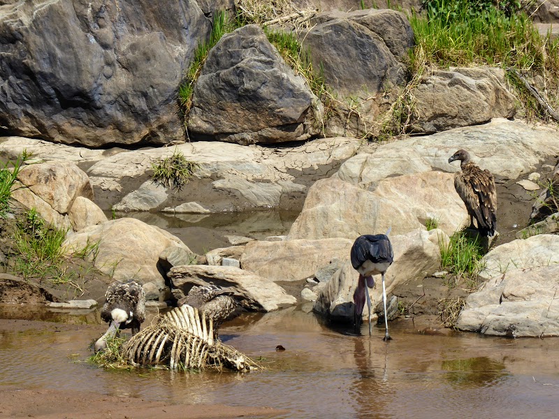 MASAI MARA: MAMA GUEPARDO ROSETTA Y SU PROLE. LEONES SAND RIVER - Un poquito de Kenia: Lagos Naivasha y Nakuru, Samburu y Masai Mara (34)