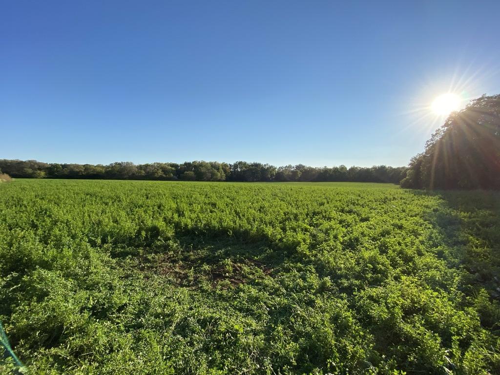 A green field with trees and the sun  Description automatically generated