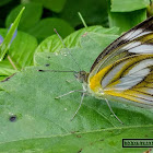 Striped Albatross.