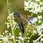 Sawfly