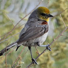 Verdin