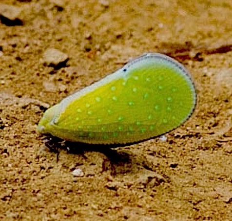 Planthopper