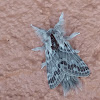 Large Tolype Moth