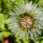 red-seeded dandelion