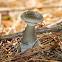 Club-footed Clitocybe