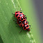 Spotted Lady Beetle