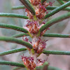 Sandhill Rosemary