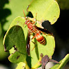 Paper Wasp