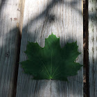 Sugar Maple