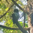 Barred owl