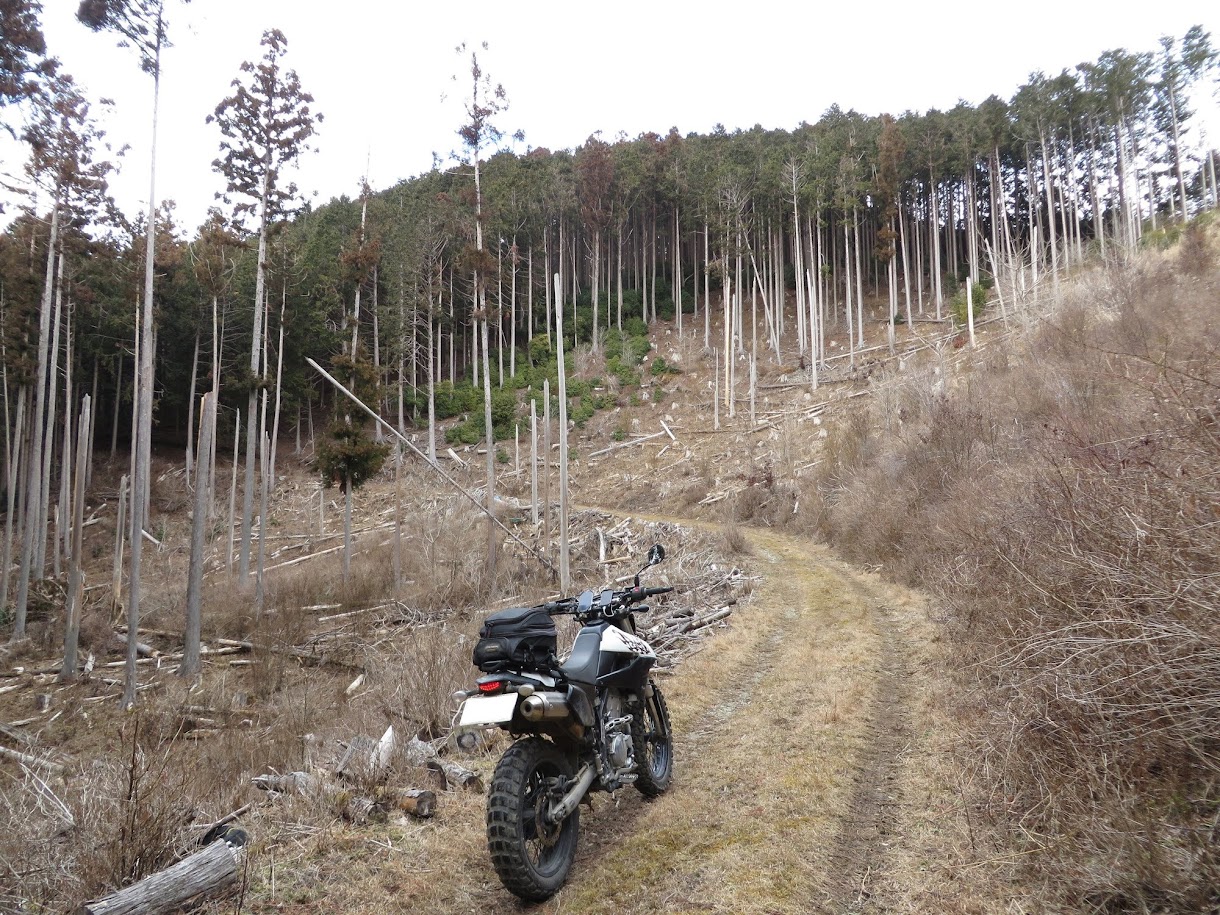 箒木山の林道 山頂まで行ける 林道のその先に