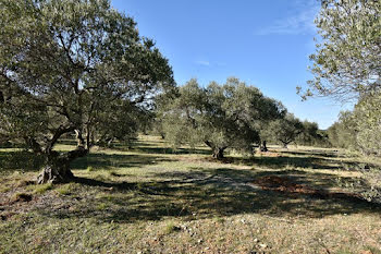 terrain à Fontvieille (13)