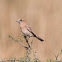 Wheatear; Collalba Gris