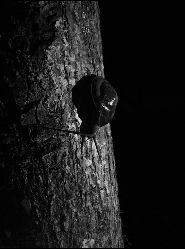 Puerto Rican Tree Snail