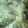 Puddingwife (juvenile)