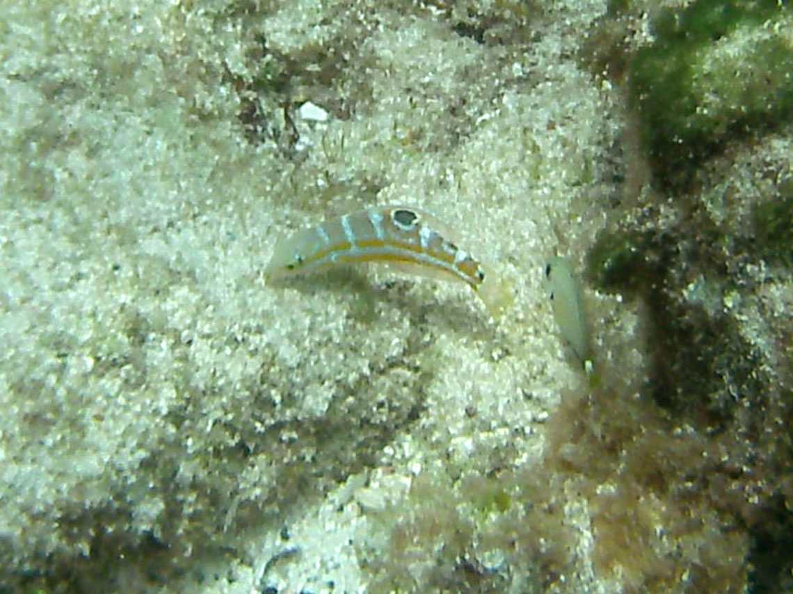 Puddingwife (juvenile)