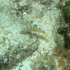 Puddingwife (juvenile)