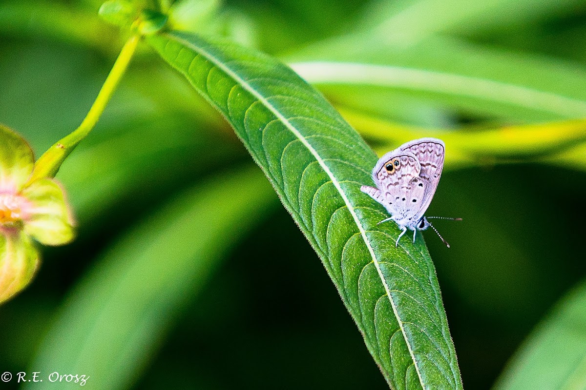 Ceraunus Blue